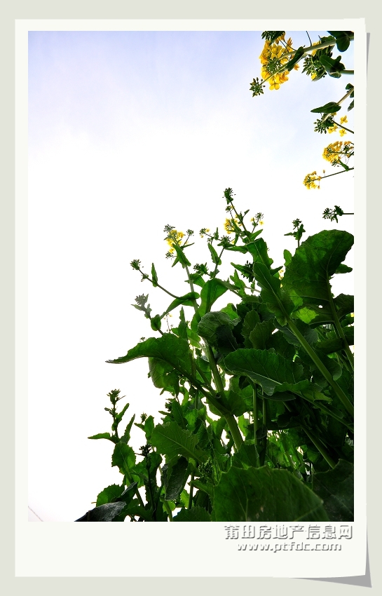 油菜花 (9).jpg